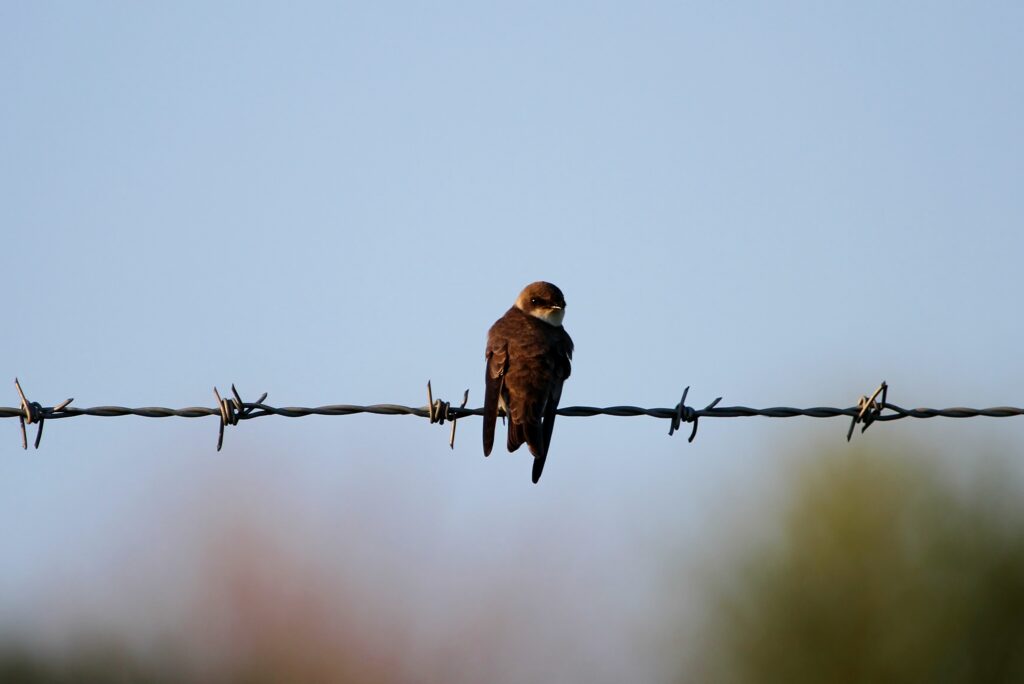 Swift bird perching on a barbed wire in the air