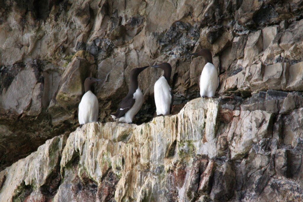 Guillemots sitting on the ledge of a cliff