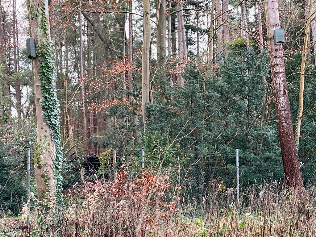 Two Elisa bat boxes half way up two ivy covered trees in a woodland in winter with foliage in the foreground.