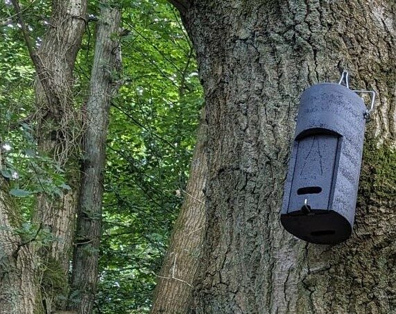 Black bat box on tree in foreground with a bunch of other boxes on trees in the background