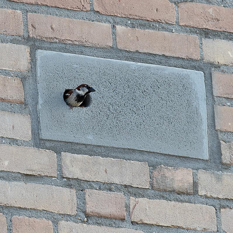 Integrated wood concrete bird box, Pino model, in a light brick wall with a swift poking its head out of the hole on the left hand side.
