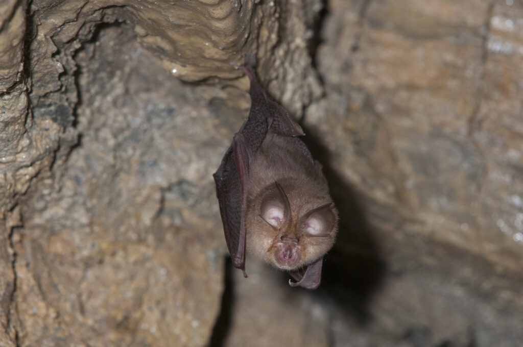 Horseshoe bat hanging from a rock by its feet with its face facing the camera.