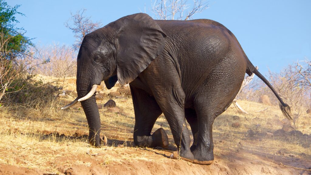 Elephant on one knee in savanna habitat
