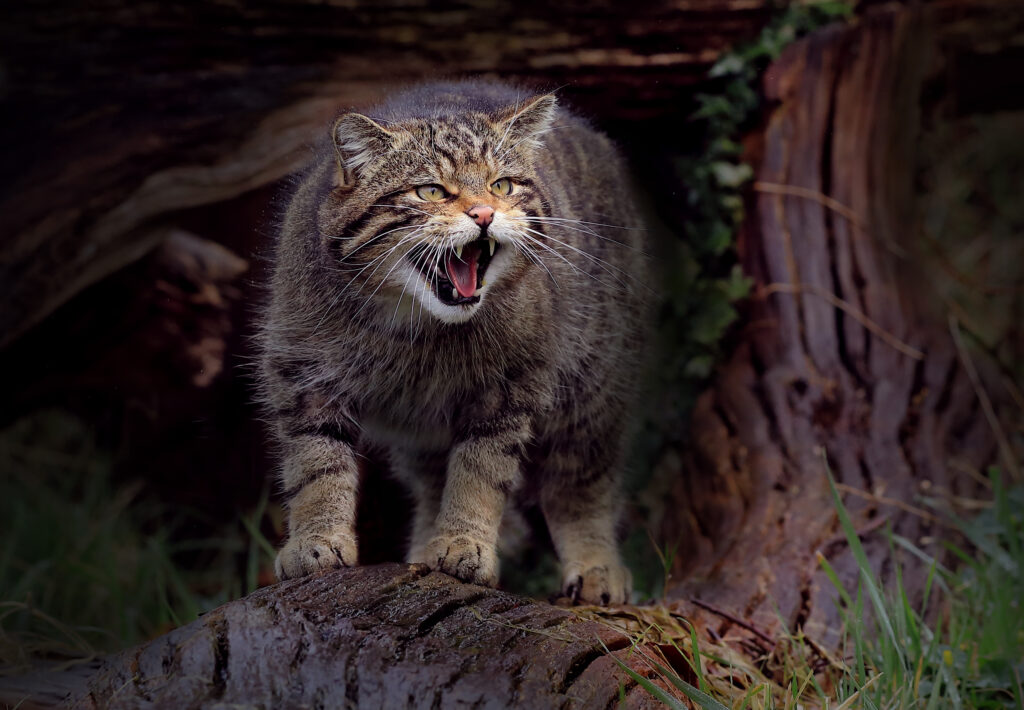 wildcat in foreground with mouth open