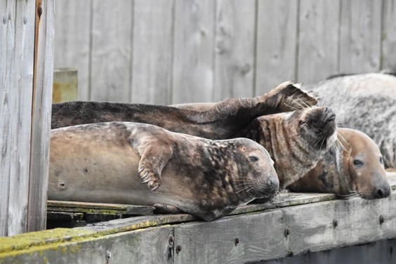 Four large brown seals lying on a wooden pontoon in Brixham harbour.