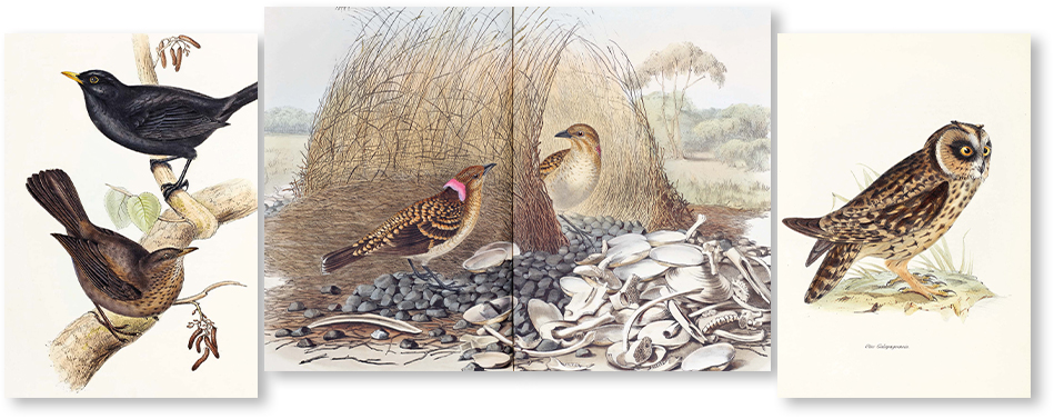 3 page spread of Elizabeth Gould's illustrations of 2 European Blackbirds, 2 Spotted Bower Birds and a Short-eared owl.