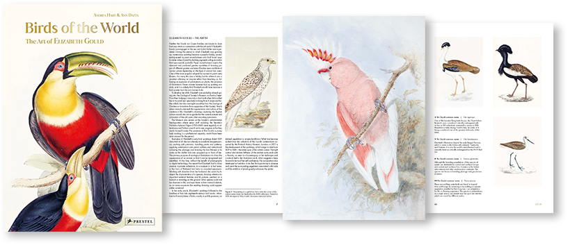 4 page book spread of images from Birds of the World: The Art of Elizabeth Gould: a red, yellow and black toucan with a green beak, a gyrfalcon, a pink cockatoo and a bustard.