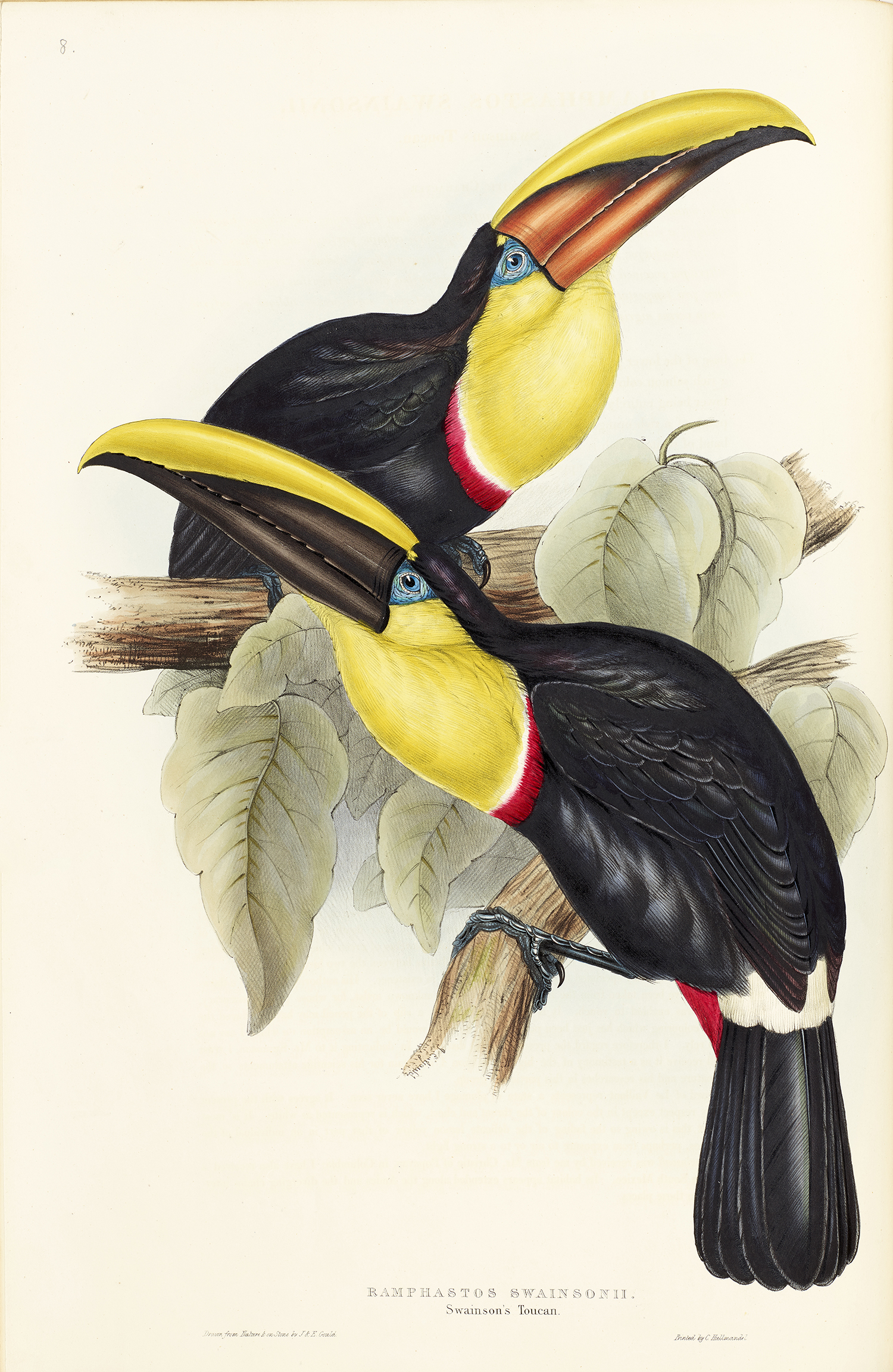 Elizabeth Gould's toucan illustration of 2 toucans perched on a forking branch with leaves, both black with a yellow throat and orange and yellow bill, one facing right and one facing left.