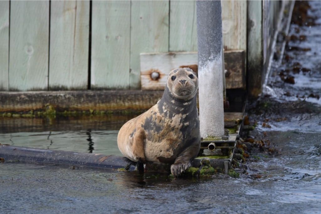 Photograph of Easter Bunny a brown and black seal sat on pipework in the sea in Brixham harbour.