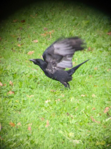 Motion photograph of a crow taking off in flight from a patch of grass scattered in autumn leaves.