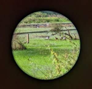 Photograph taken through the scope attached to a phone of some ducks in a garden with a black ring around it in the shape of the lens.