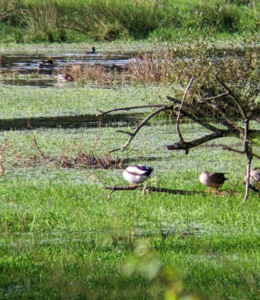 Photograph taken through the scope attached to a phone of some ducks in a garden without a black ring the shape of the lens around it, focused nicely and closely on the ducks.