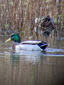 Photo of a mallard duck swimming on the river by some reeds taken through the Hawke smartphone adapter.