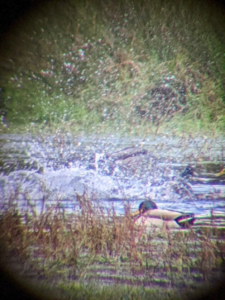 Photo of a duck flapping its wings and splashing on the river by some reeds with a vignette image border taken through the Hawke smartphone adapter.