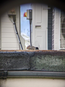 Zoomed in photograph of a squirrel on a grey and red roof.