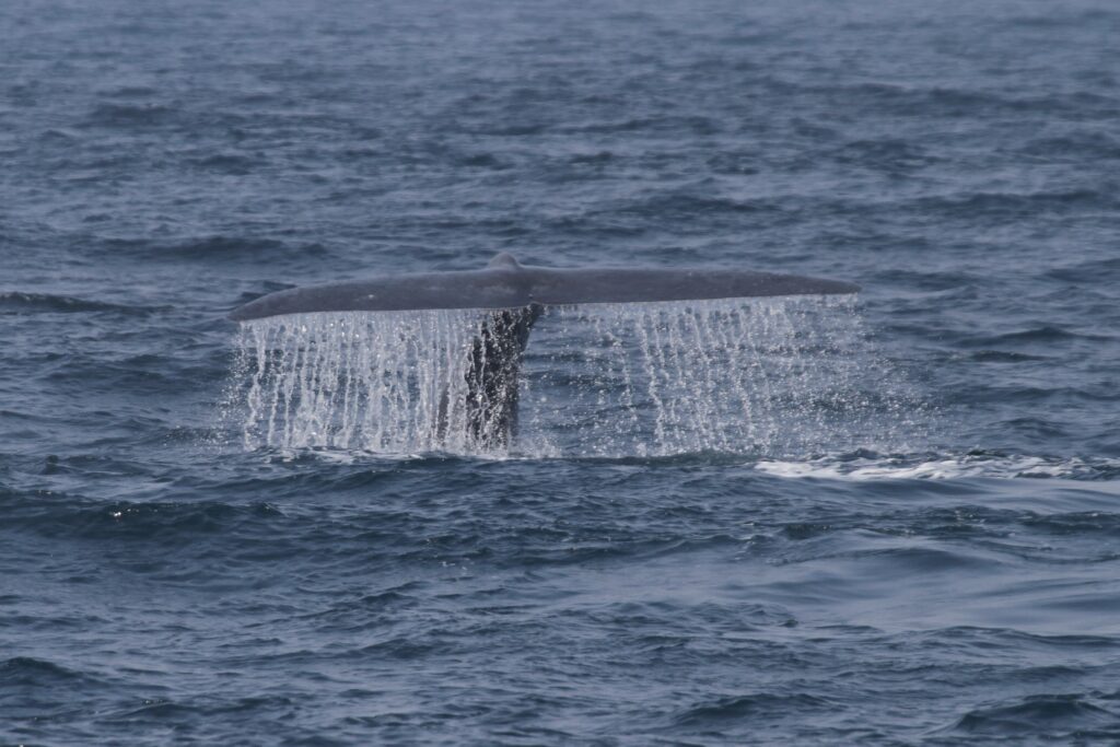 blue whale tail