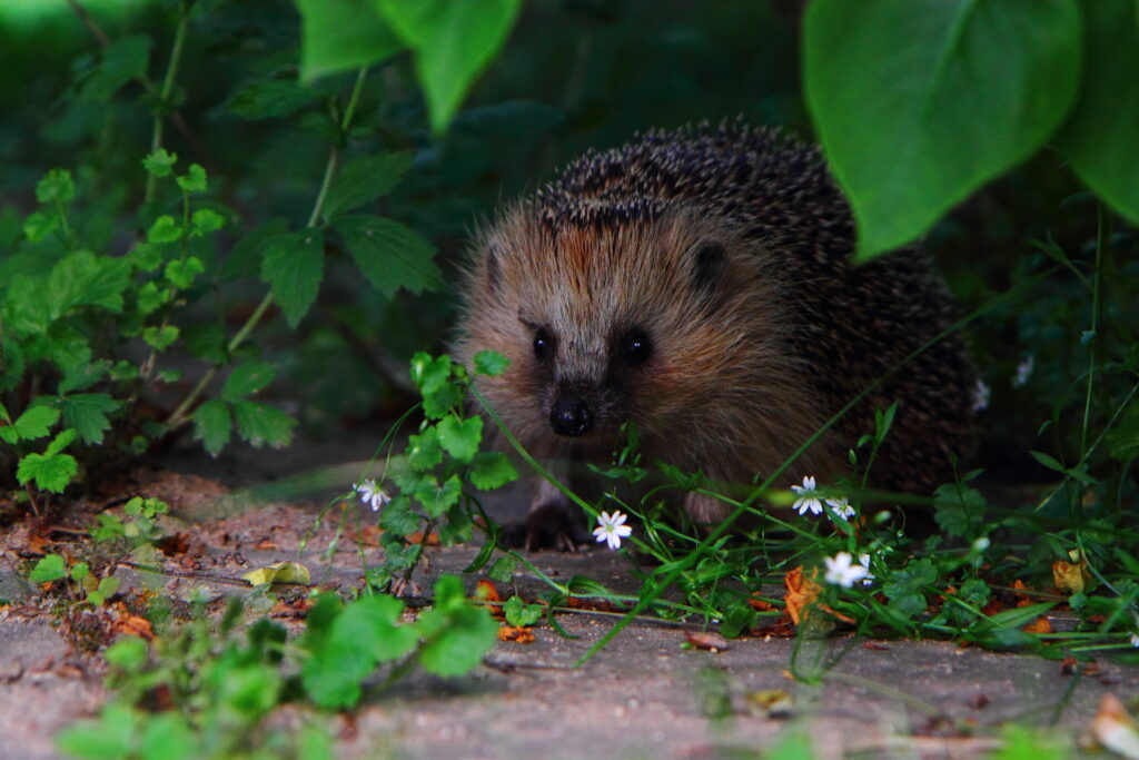 hedgehog looking out from a bush