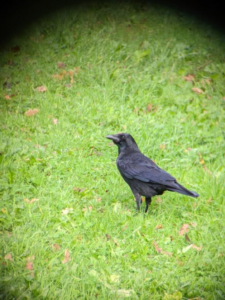 Photograph of a crow on some grass which is scattered in autumn leaves.