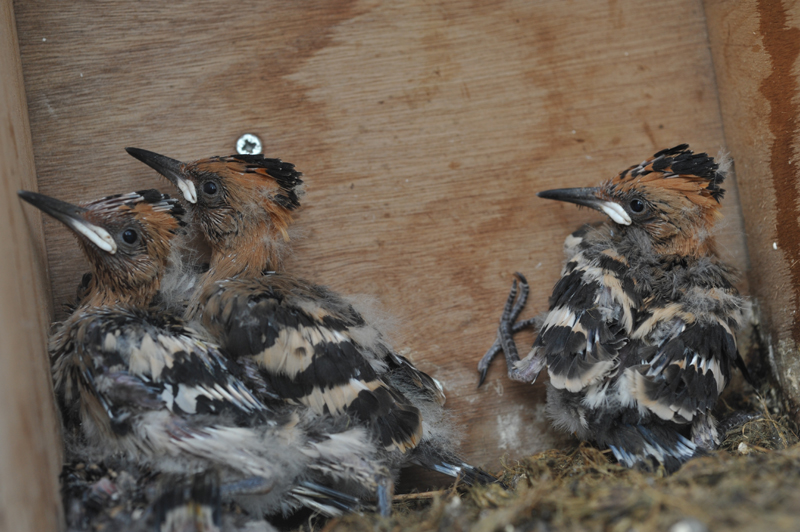 Author interview with Neville Davies: The Eurasian Hoopoe