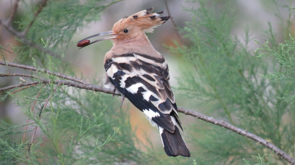 Author interview with Neville Davies: The Eurasian Hoopoe