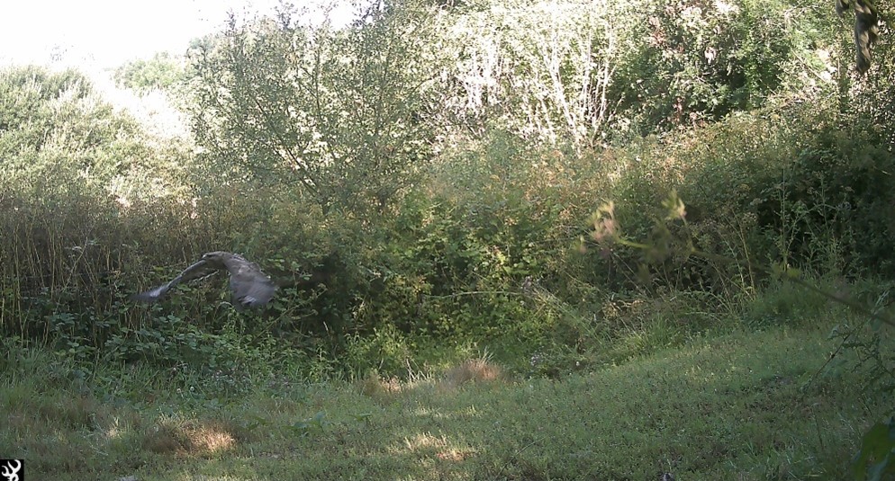 Buzzard in flying past bushes.