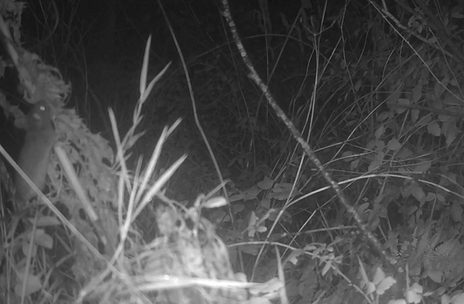 An IR photo of a mouse climbing a stick in foreground to the right of the image and vegetation in the background.