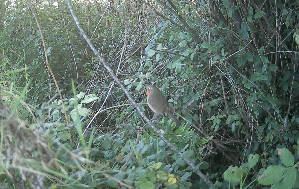 Robin sitting on a branch surrounded by vegetation.