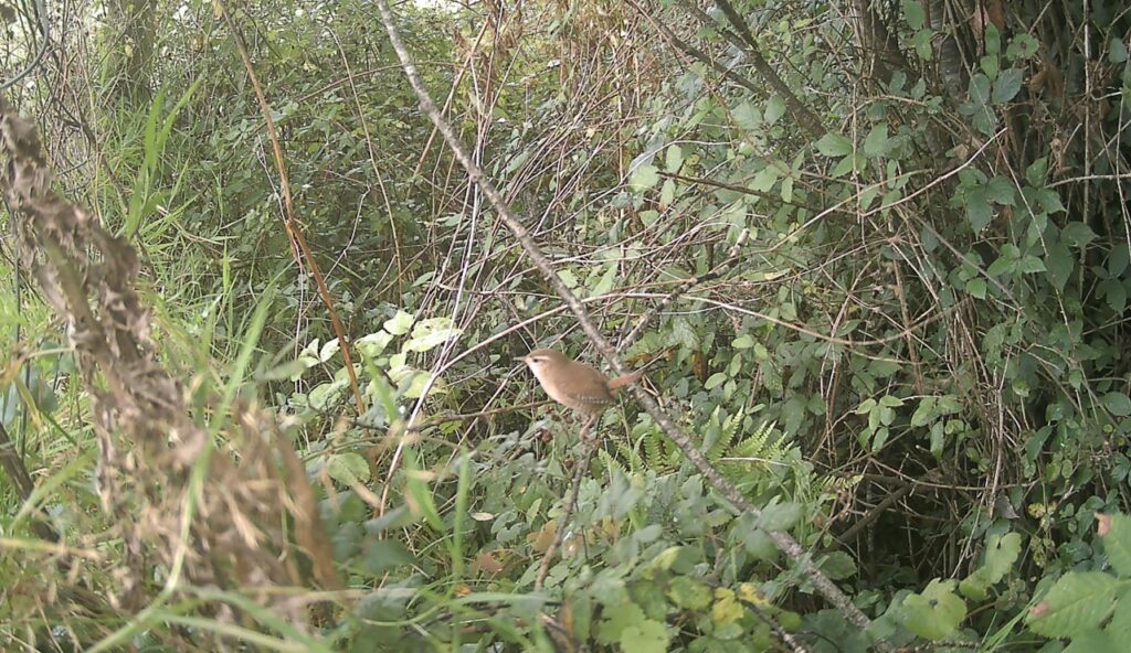 A wren sitting on a branch in scrub.