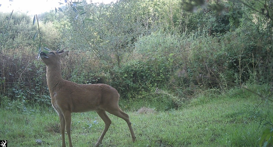 Deer reaching for a willow leaf.