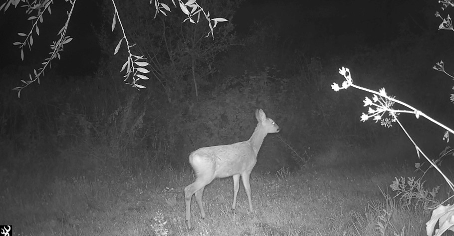 Deer in a field at night. IR image.