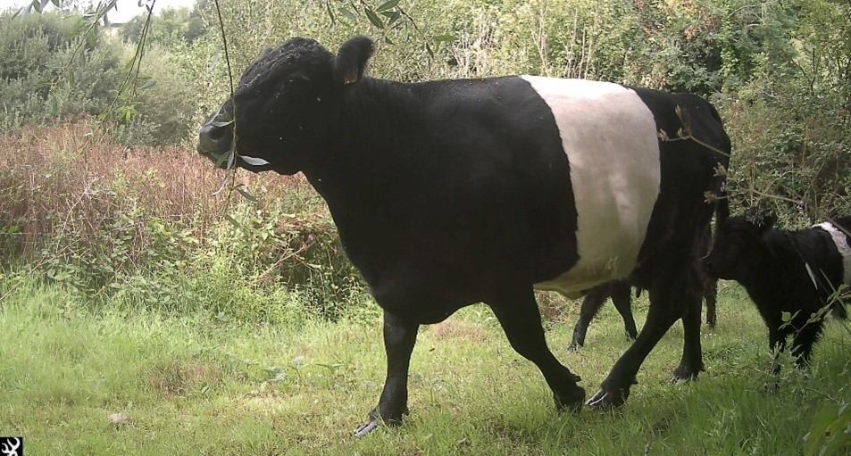 Cows with white stripe walking through a field with bushes around.