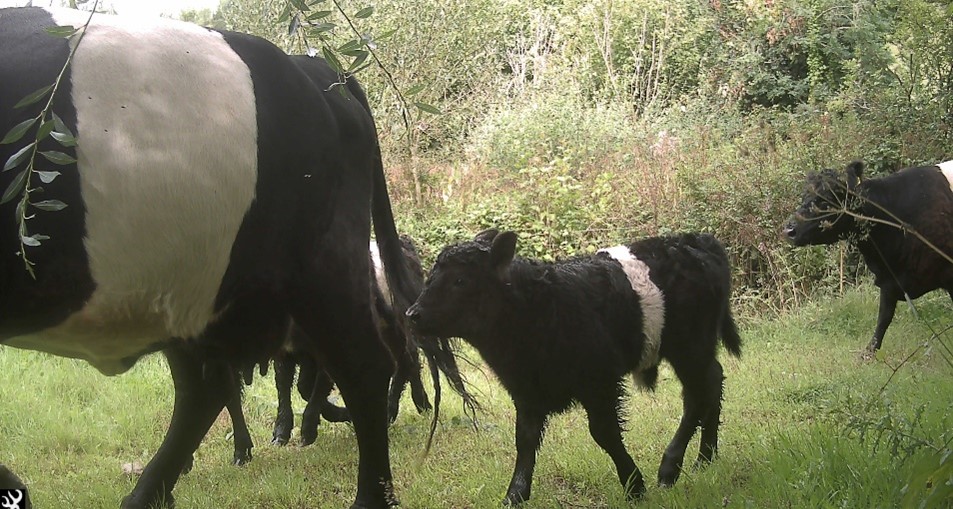 A herd of striped cows pass by the camera with calves in tow.