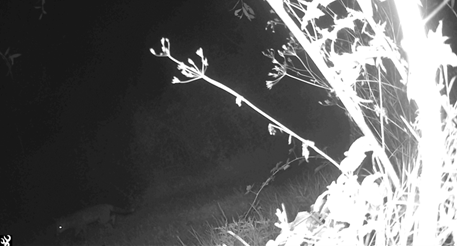 IR image of vegetation in the foreground and the faint image of a fox in the background.