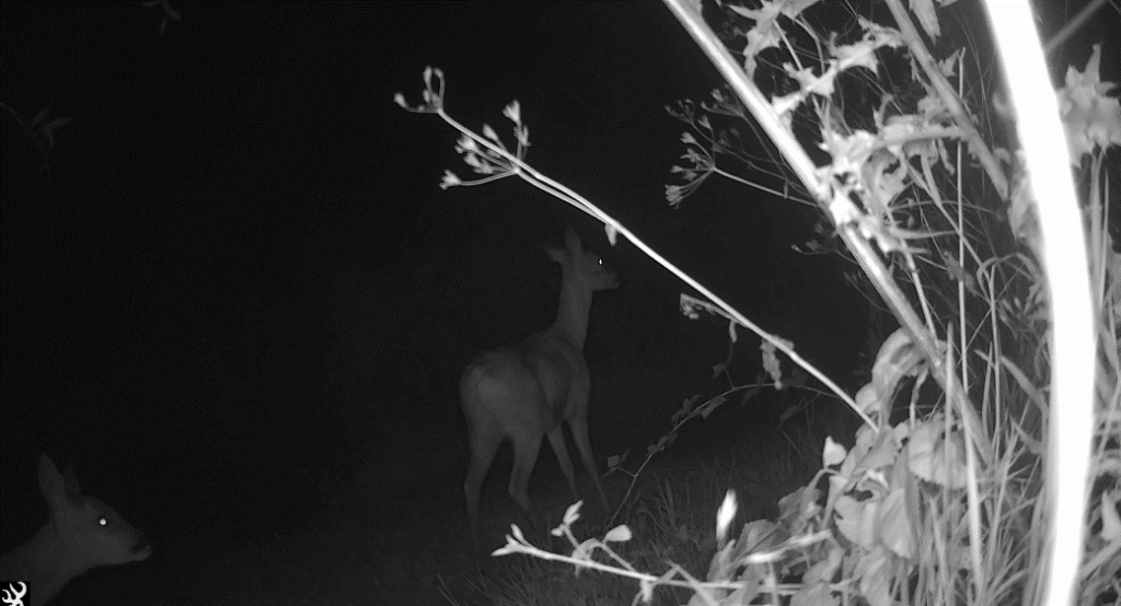 IR picture of vegetation in the foreground with two deer in the background passing through a clearing in the vegetation.