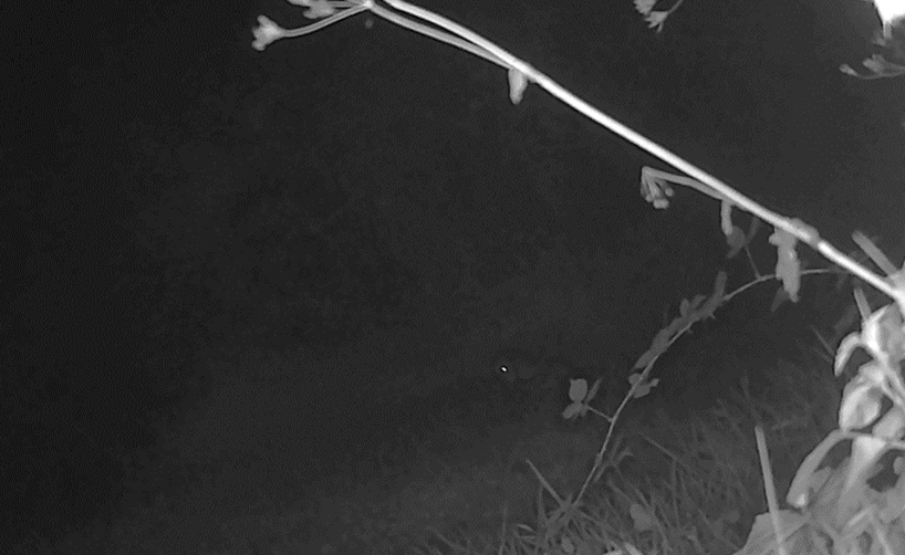 Vegetation with a barn owl on the ground in the background in IR photo mode.