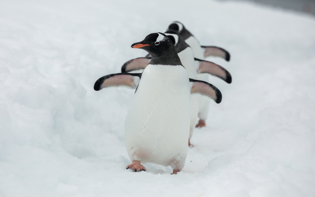 Three Gentoo Penguins walking towards the camera with their wings spread using a 'penguin highway' track in the snow on Danco Island, Antarctica.