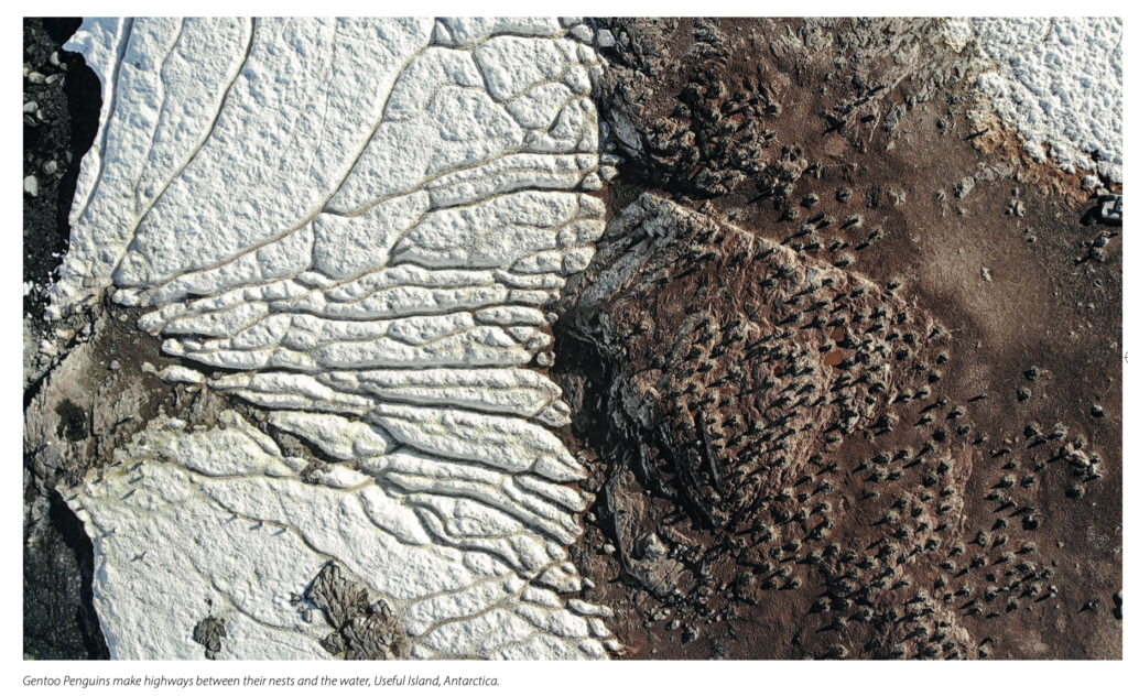 Aerial photograph of Gentoo Penguins making paths between their nests and the water on Useful Island, Antarctica.