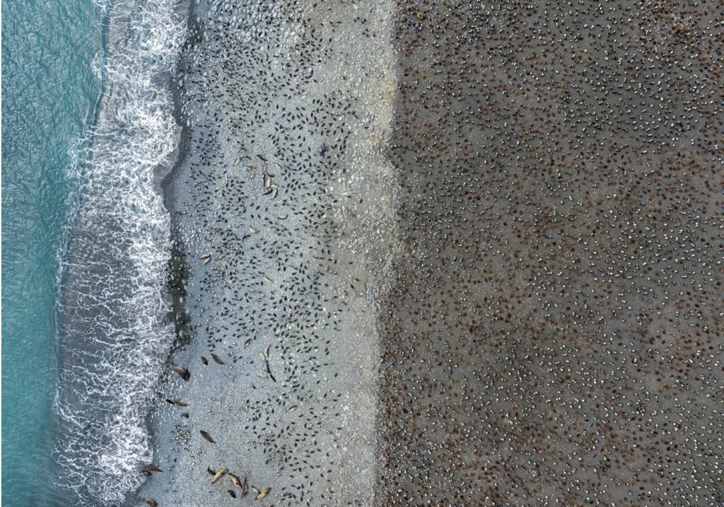 Aerial photograph of a beach with the sand on the right, covered in King Penguins, and a big wave breaking on the right of the photo, with Elephant Seals led sleeping on the waters edge in Gold Harbour, South Georgia.