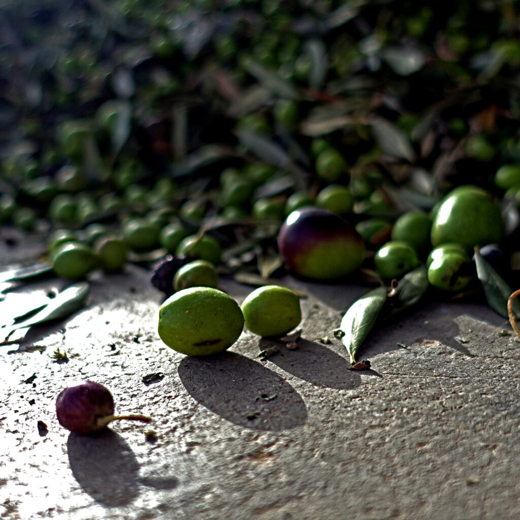 olives with leaves in a pile on the ground