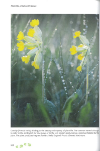 Plant-Life photograph of a yellow Cowslip plant.