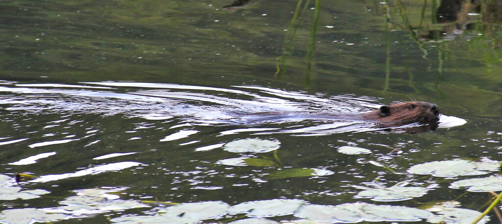 beaver swimming in a river