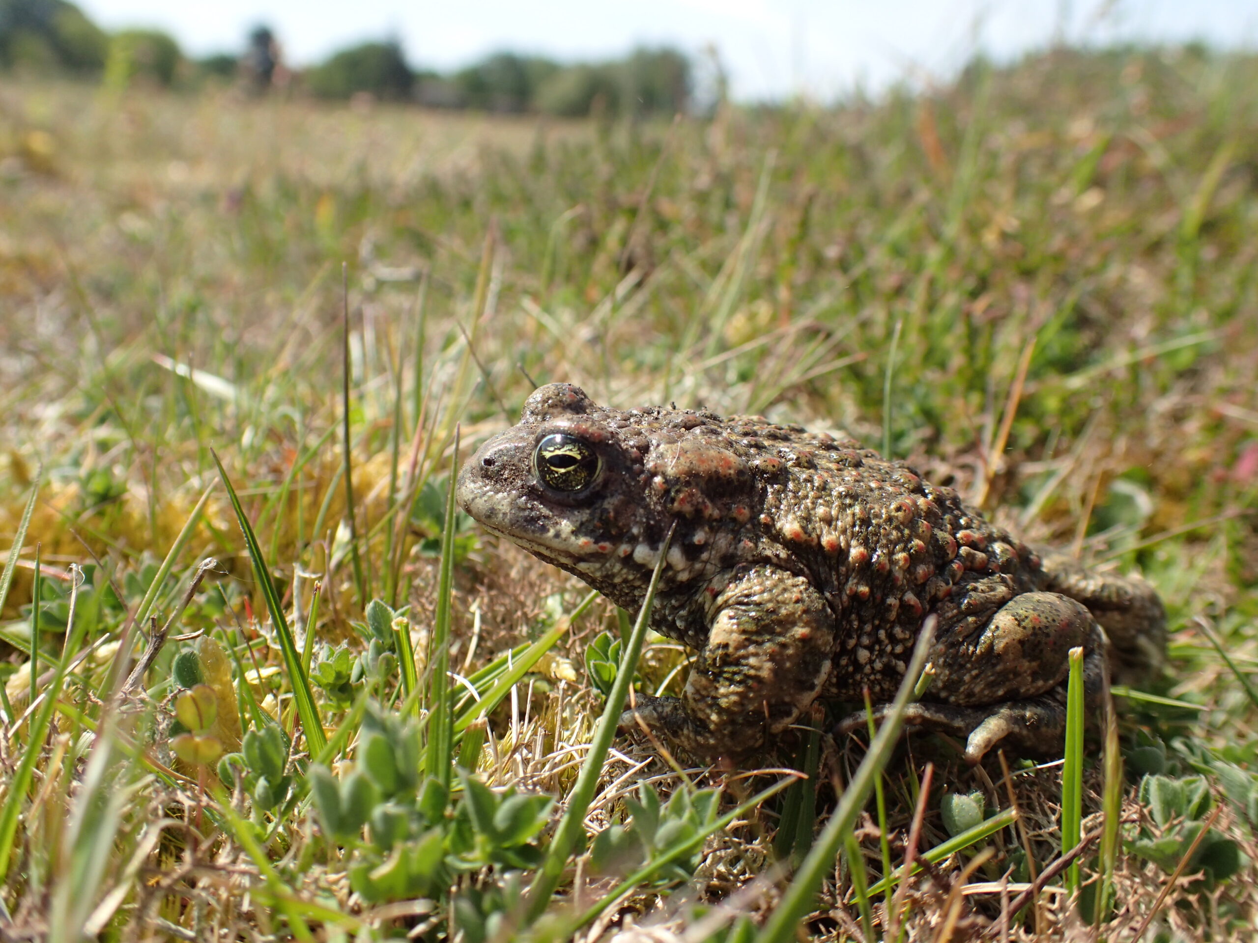 A Natterjack Toad photographed sat in a field on the grass.