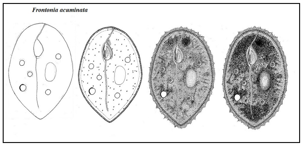 David Seamer's progressive drawing of sketching a microorganism, from basic outlined sketch on the left to a detailed 3D representation on the right.