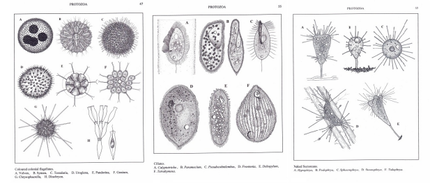Black and white pen sketches of microorganisms in David Seamer's book A Beginners Guide to Freshwater Microscopic Life.
