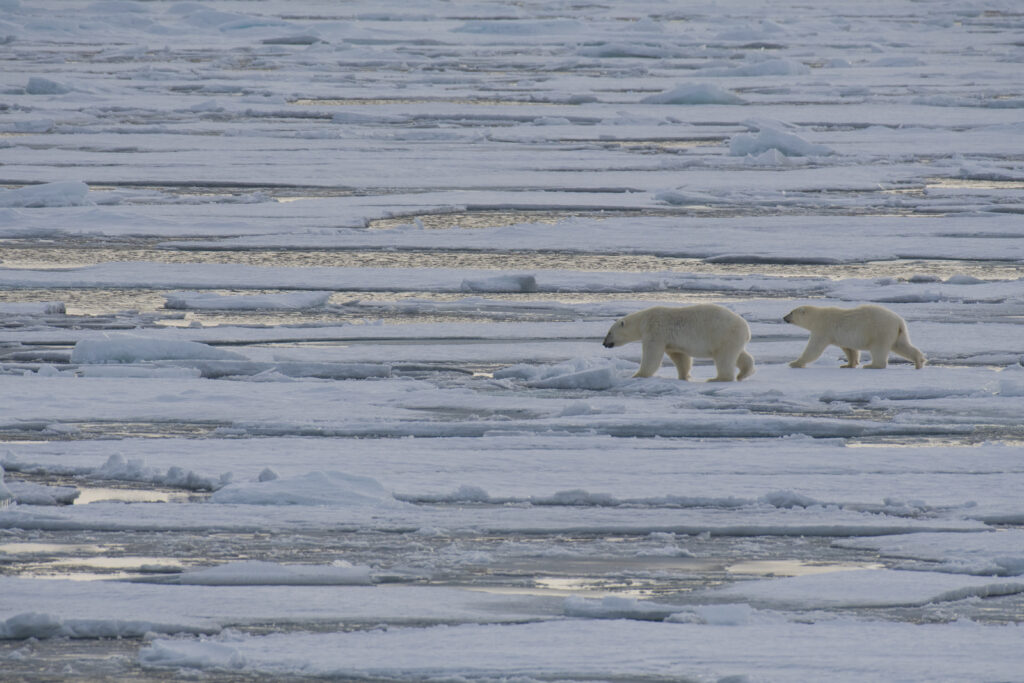 polar bears walking on floating icebergs