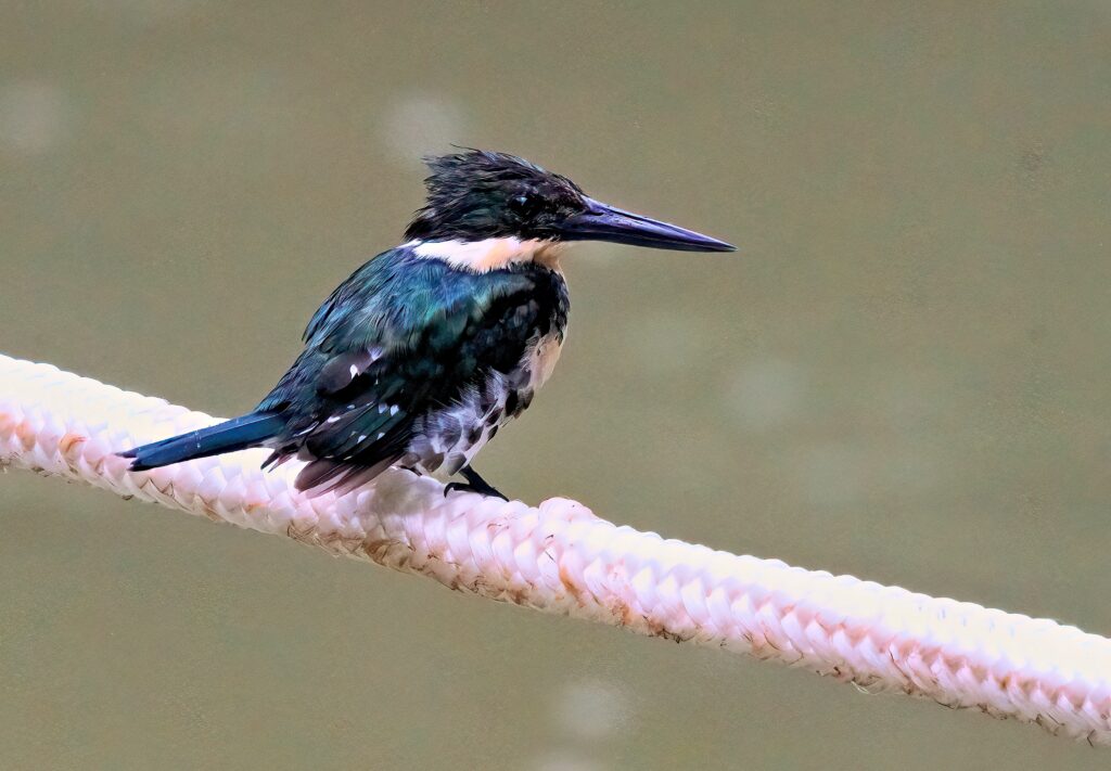 green kingfisher on a rope