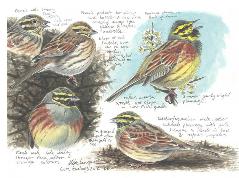 Cirl Bunting field sketch in pencil and watercolour by Mike Langman.
