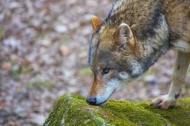 Eurasischer Wolf sniffing a moss covered rock, taken by C Bruck.
