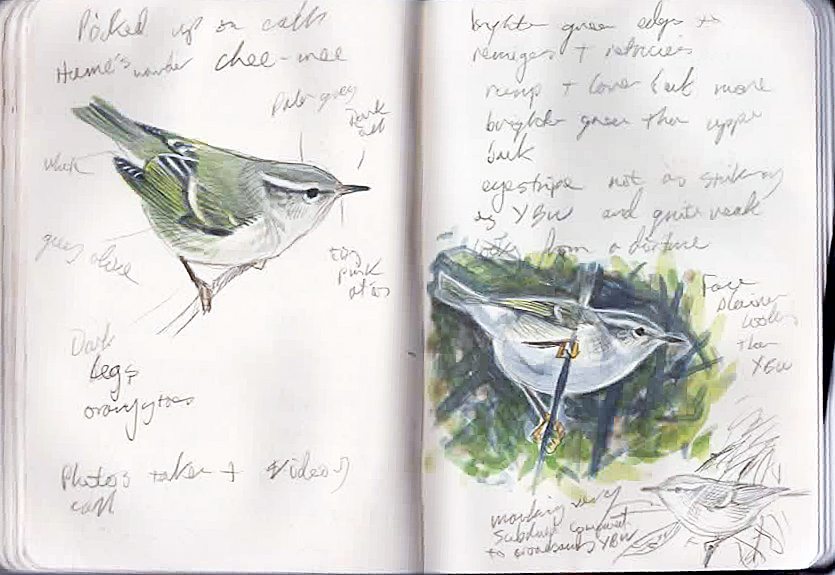 Mike Langman's pencil and watercolour double page illustrations with annotations of a Warbler.