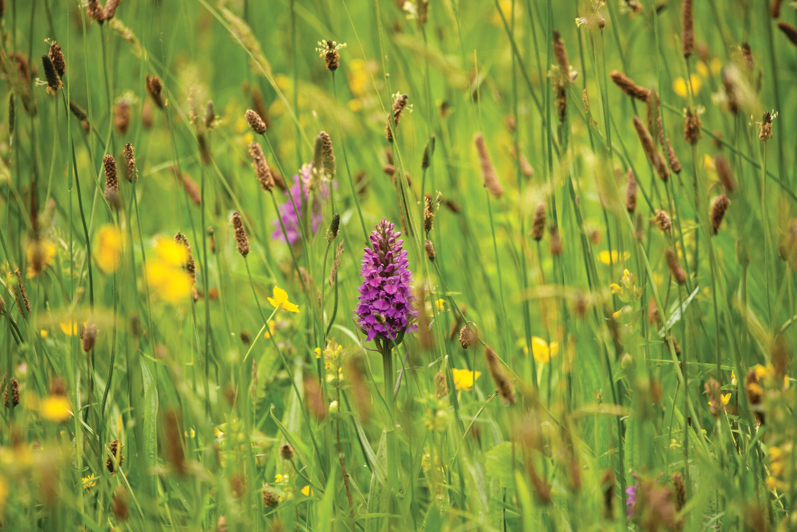 Marsh Orchid photograph in a meadow with other flowers taken from ground level.